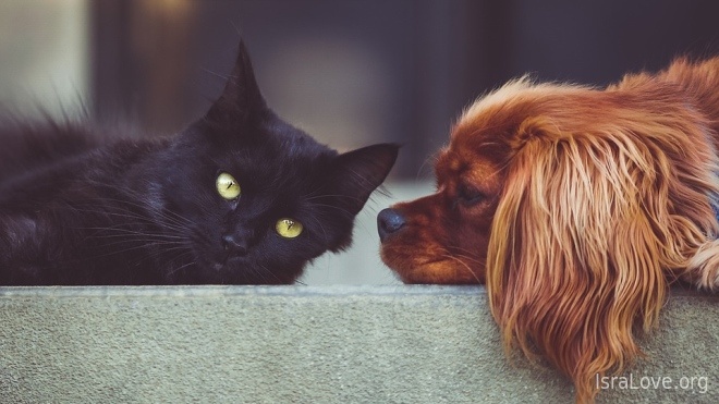 Шикарные еврейские анекдоты на грани любви