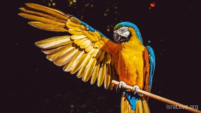 Еврейский анекдот: «Попугай дело говорит»