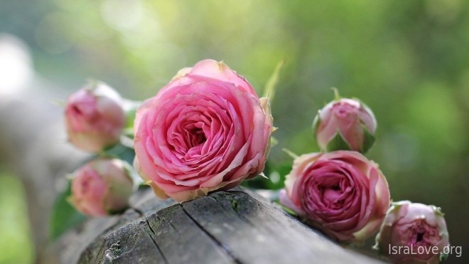 Любопытные факты о цветах и евреях