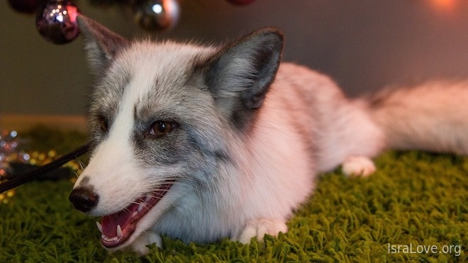 Мифы о еврейской хитрости